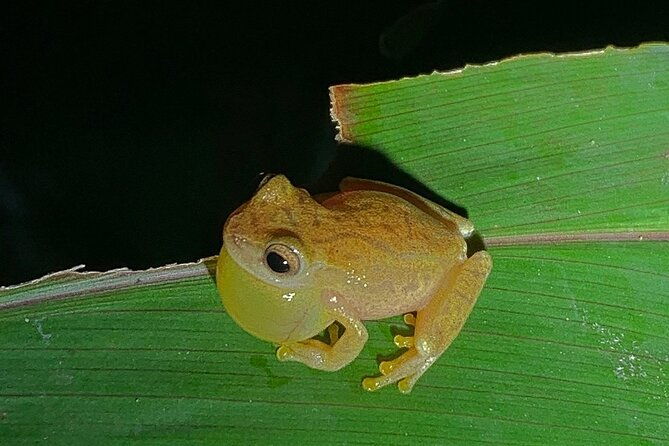 arenal-rain-forest-night-tour