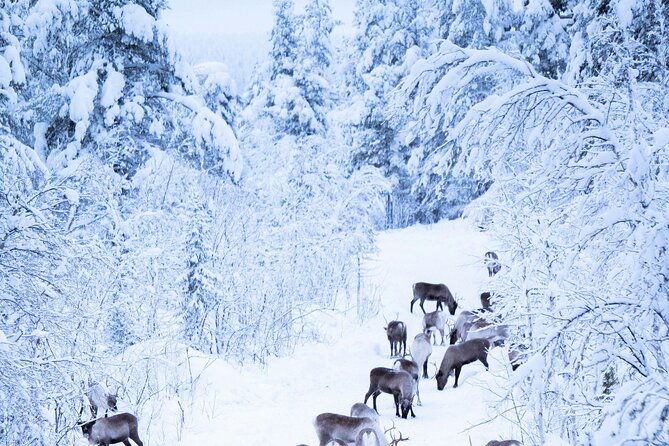 aurora-hunting-with-reindeer-caravan