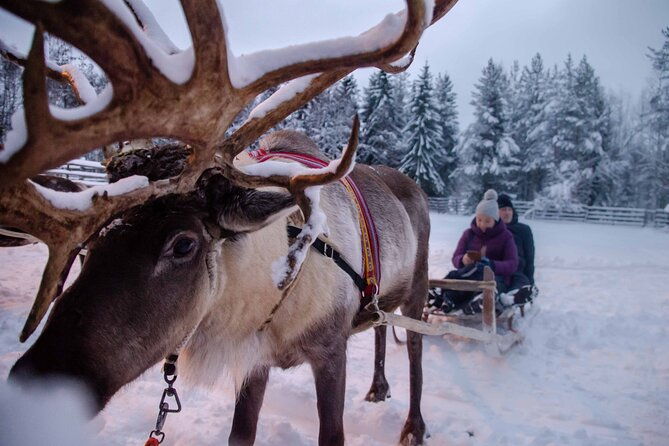 authentic-reindeer-farm-experience-in-rovaniemi
