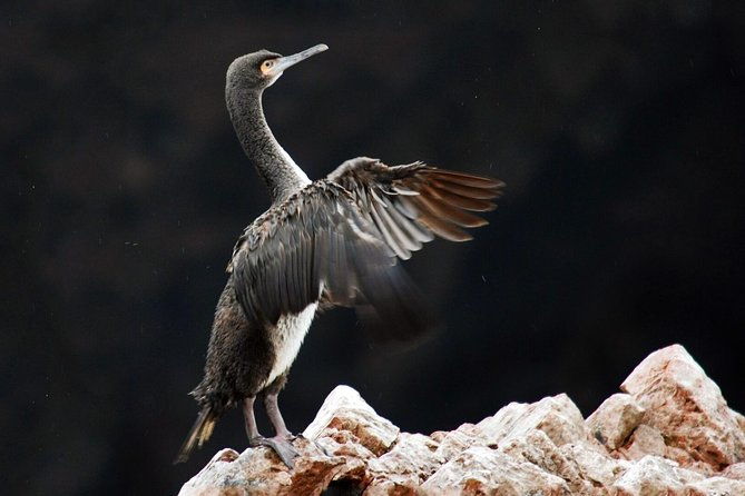 ballestas-islands-group-tour-from-san-martin-port