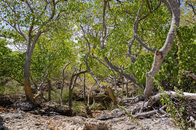bandabou-sights-curacao-utv-buggy-all-inclusive-semi-private-tour