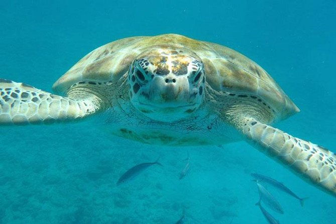barbados-shore-excursion-snorkel-cruise-and-beach-day