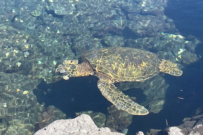 beach-snorkel-sea-turtle-and-black-sand-lagoon