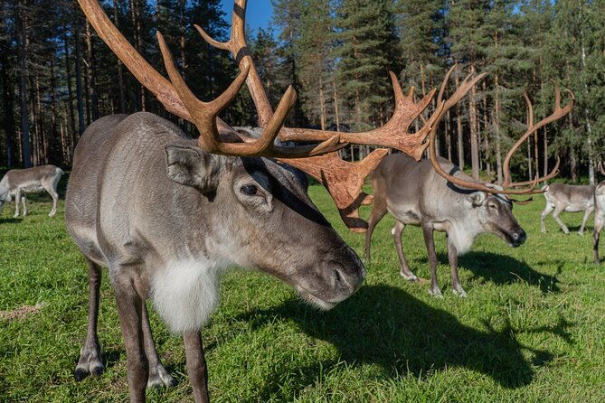 bear-and-arctic-animals-2-day-trip-from-rovaniemi