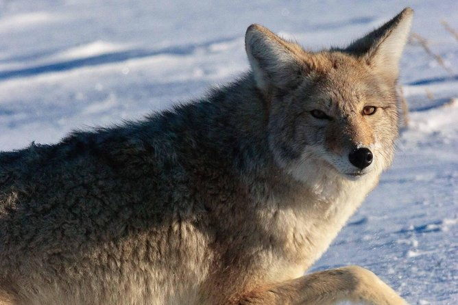 best-of-jackson-hole-wildlife-private-safari-tour