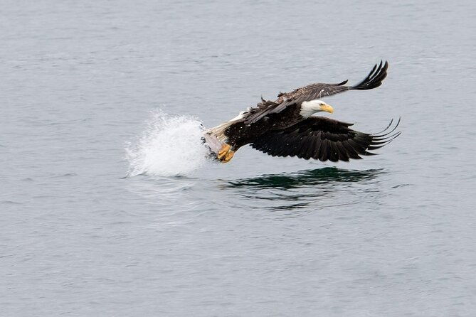 best-whale-watching-and-wildlife-shore-excursion-in-sitka