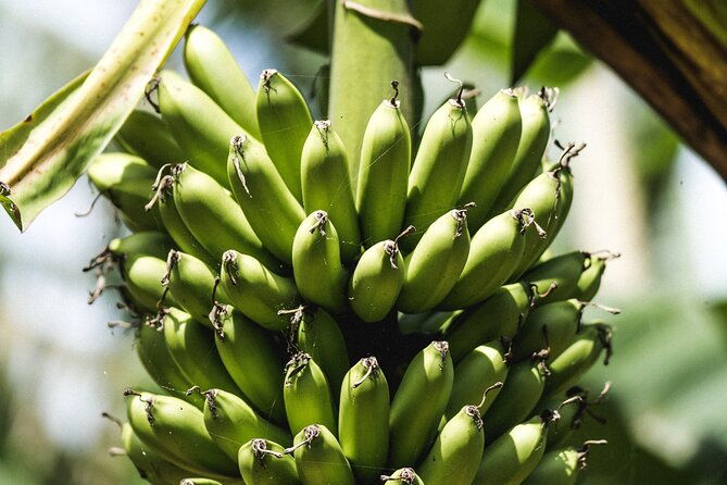 big-island-farms-tour-in-hawaii-2