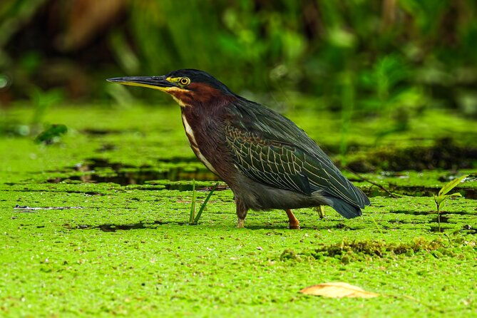 bijagua-upala-rainforest-trails-sloths-birds-and-others