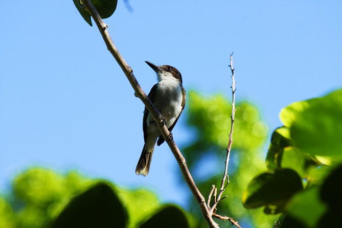 bird-feeding-sanctuary-montego-bay-highlights-and-columbus-park-day-adventure