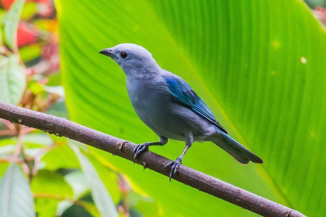 bird-watching-near-the-arenal-volcano