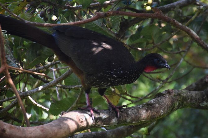 bird-watching-tour-in-monteverde