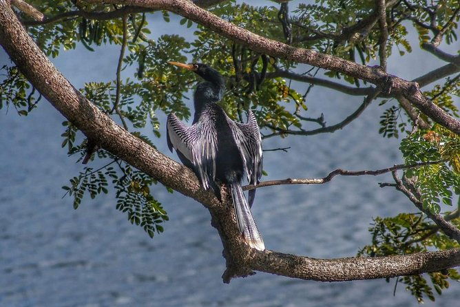 bird-watching-tours