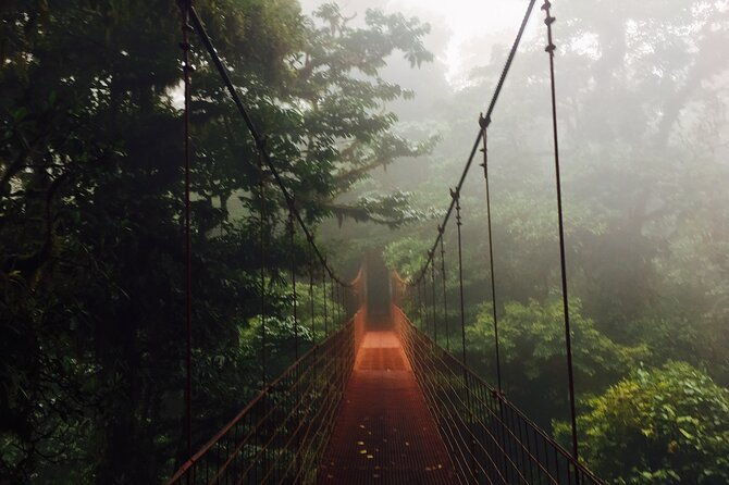 birdwatching-half-day-tour-between-clouds-and-forest-in-monteverde