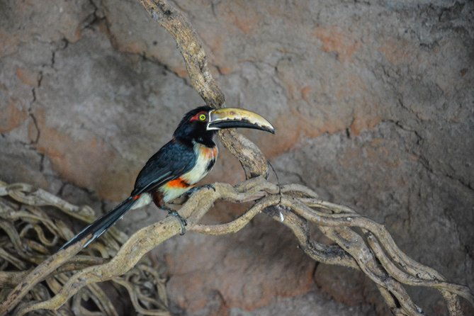 birdwatching-photography-experience-at-the-national-aviary-in-baru