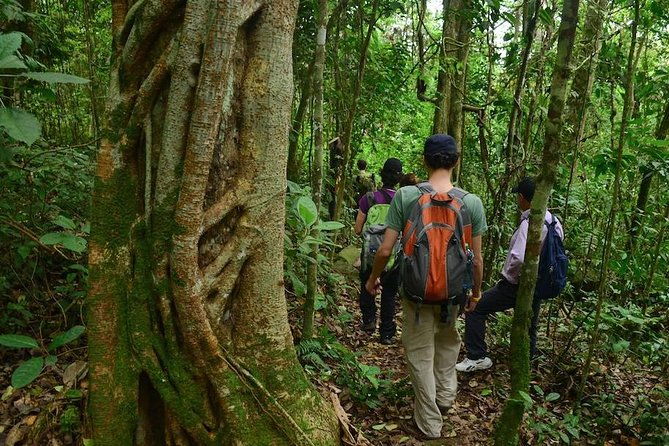 birdwatching-private-tour-at-chicaque-natural-park-with-lunch