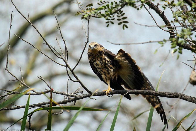 birdwatching-tour-cajas-park-and-tamarindo-tropical-forest-area-from-cuenca