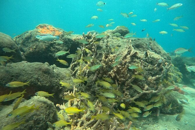 blue-heron-bridge-guided-snorkel-tour-2