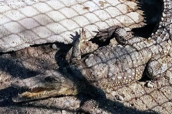 boat-ride-gentle-beach-beach-horseback-ridelunch-crocs-turtles