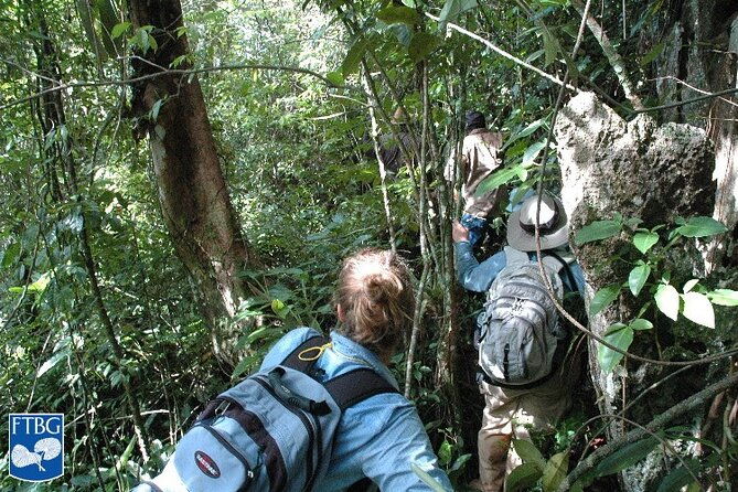 bush-hiking-to-explore-wild-plants-fresh-fruitsmontego-bay