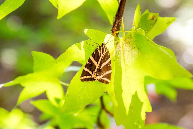 butterfly-valley-and-seven-springs-valley-self-guided-transfer
