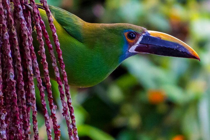 cali-birding-birds-of-the-cali-river-bird-watching