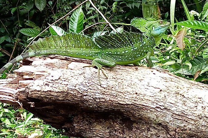 canoe-tour-in-tortuguero-national-park-small-group