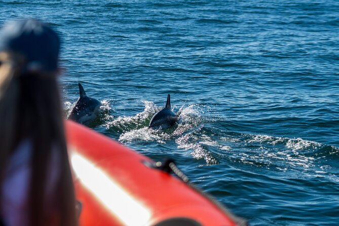 cascais-coast-dolphin-watching-2