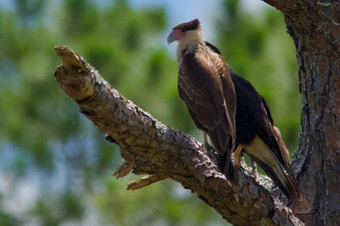 central-florida-half-day-private-birding-activity-2-person-max-2