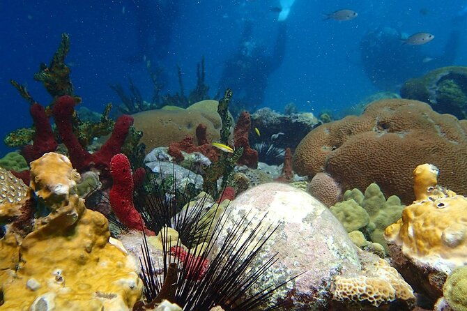 champagne-reef-bubble-beach-and-scotts-head-snorkeling-tour-by-boat-in-dominica