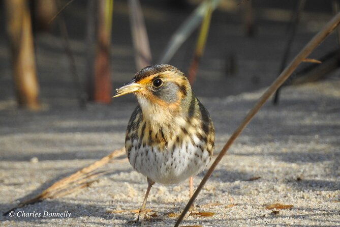 charleston-bird-watching-tour