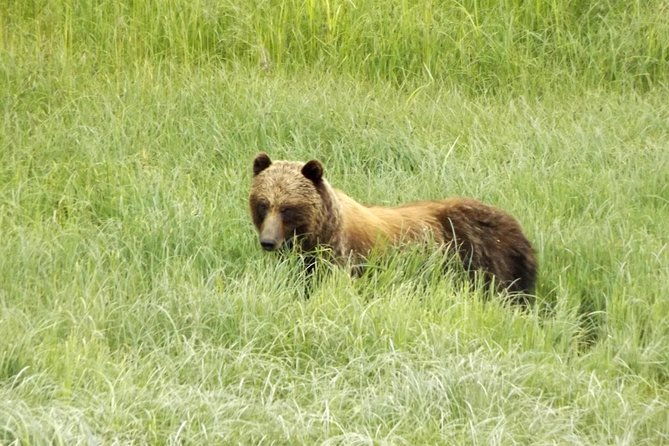 chichagof-island-tour-brown-bear-search