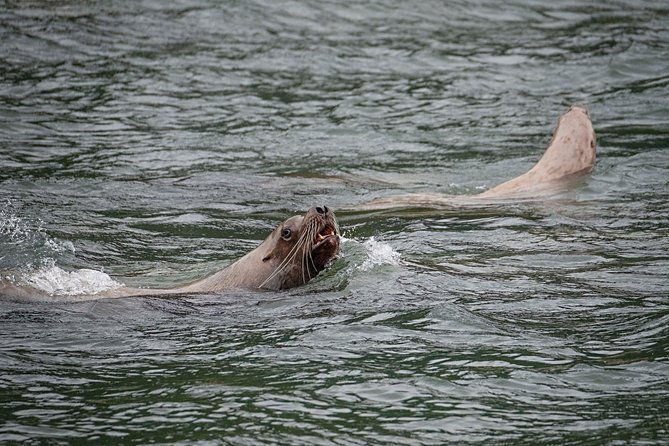 chilkoot-wilderness-and-wildlife-viewing-6-5-hrs-from-skagway-2
