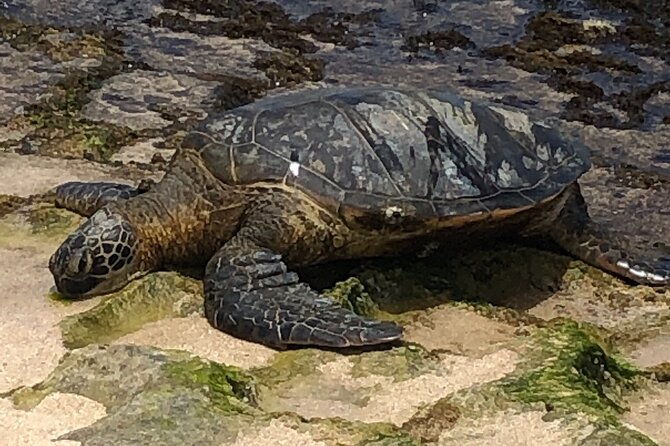circle-island-tours-swim-with-turtlesprivate-small-group-tours