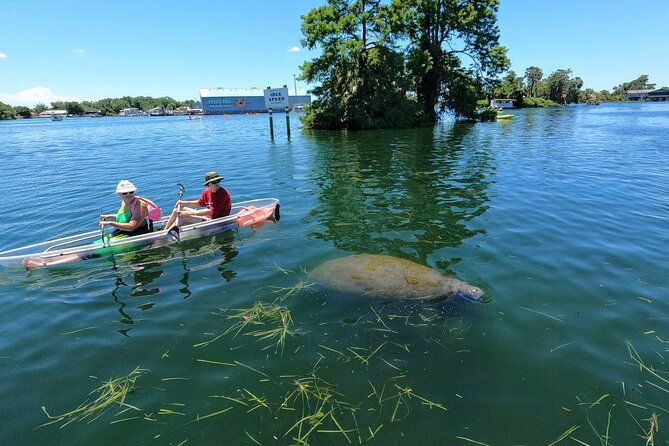 clear-kayak-manatee-viewing-sunset-and-glow-tour-of-crystal-river