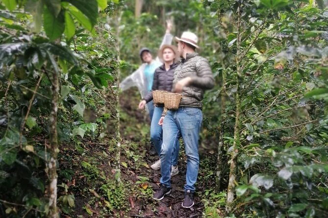 cocora-valley-salento-and-coffee-farm-day-tour-3
