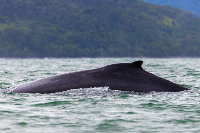 combo-tour-marino-ballena-national-park