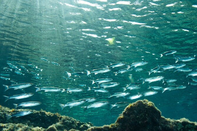 comino-guided-snorkeling-experience