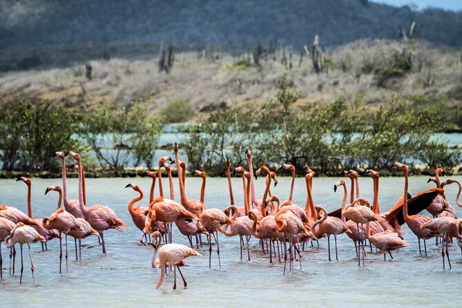 curacao-city-highlights-4-hour-tour