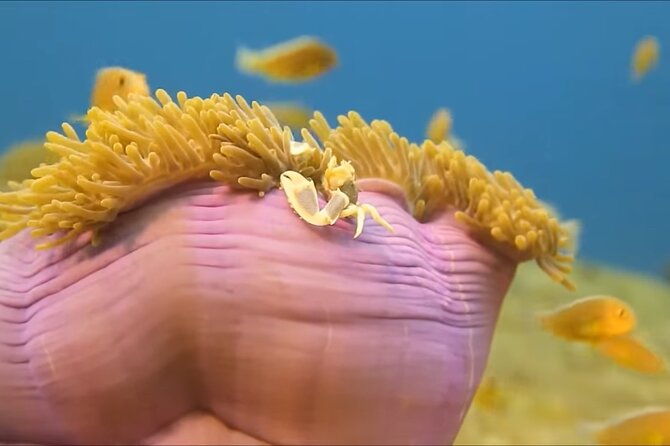 customized-snorkelingswimming-discover-coral-reefs-and-fishes