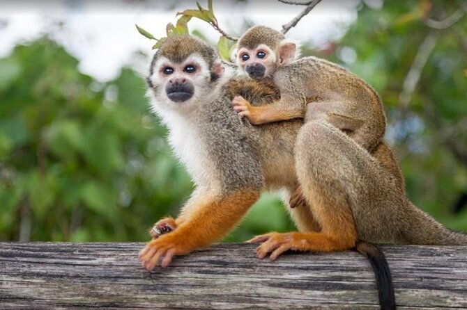 damajagua-waterfall-monkey-home-private-minivan-tour