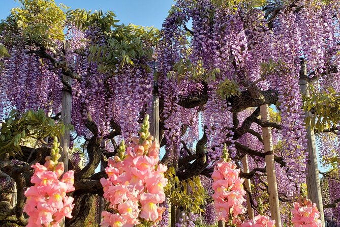 day-trip-ashikaga-flower-park-by-private-car-from-tokyo