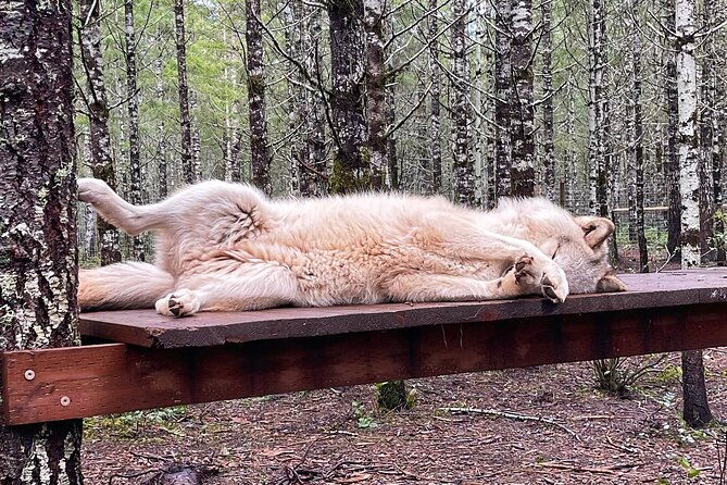 discover-the-beauty-of-the-wild-roam-in-the-spirit-of-the-wolf-2