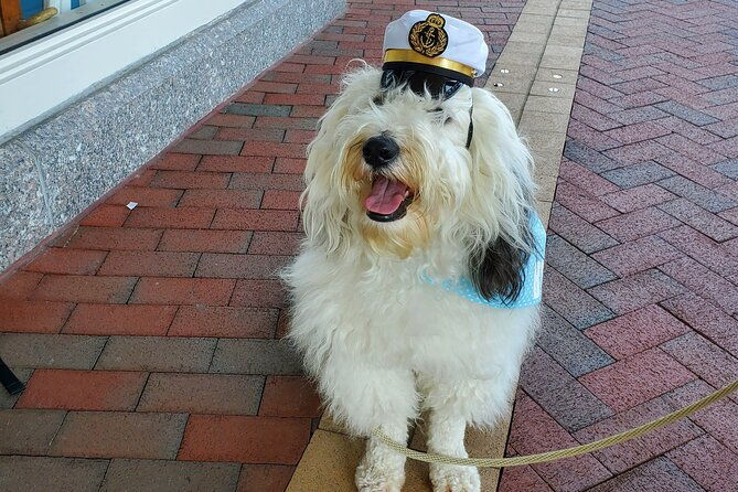 dog-day-of-summer-harbor-cruise-in-boston