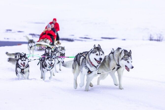dogsledding-near-akureyri