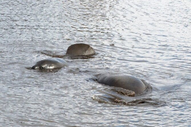 dolphin-and-manatee-clear-kayak-or-paddleboard-island-hop-tour