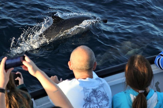 dolphin-and-whale-watching-sunset-cruise