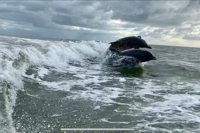 dolphin-tours-fort-myers-beach-naples