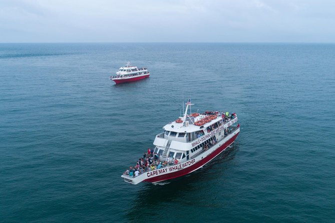 dolphin-watching-around-cape-may