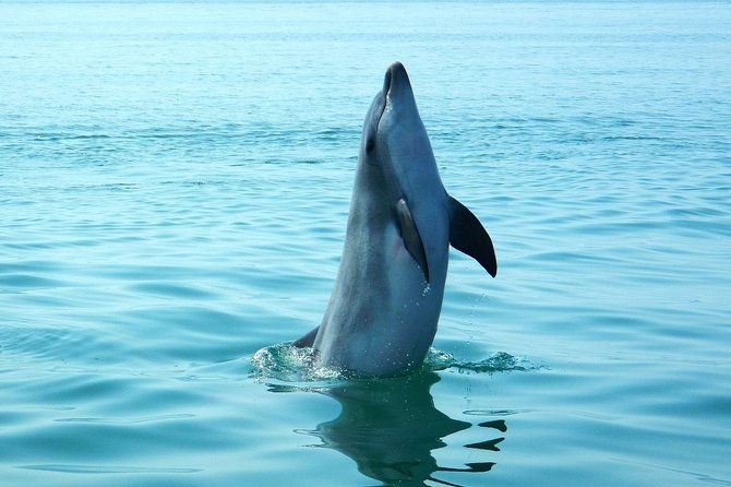 dolphin-watching-at-the-arrabida-lisbon-region