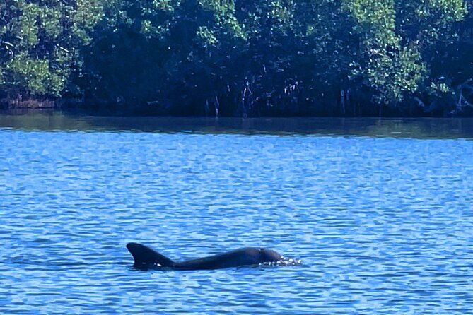dolphin-watching-boat-tour-around-anna-maria-island